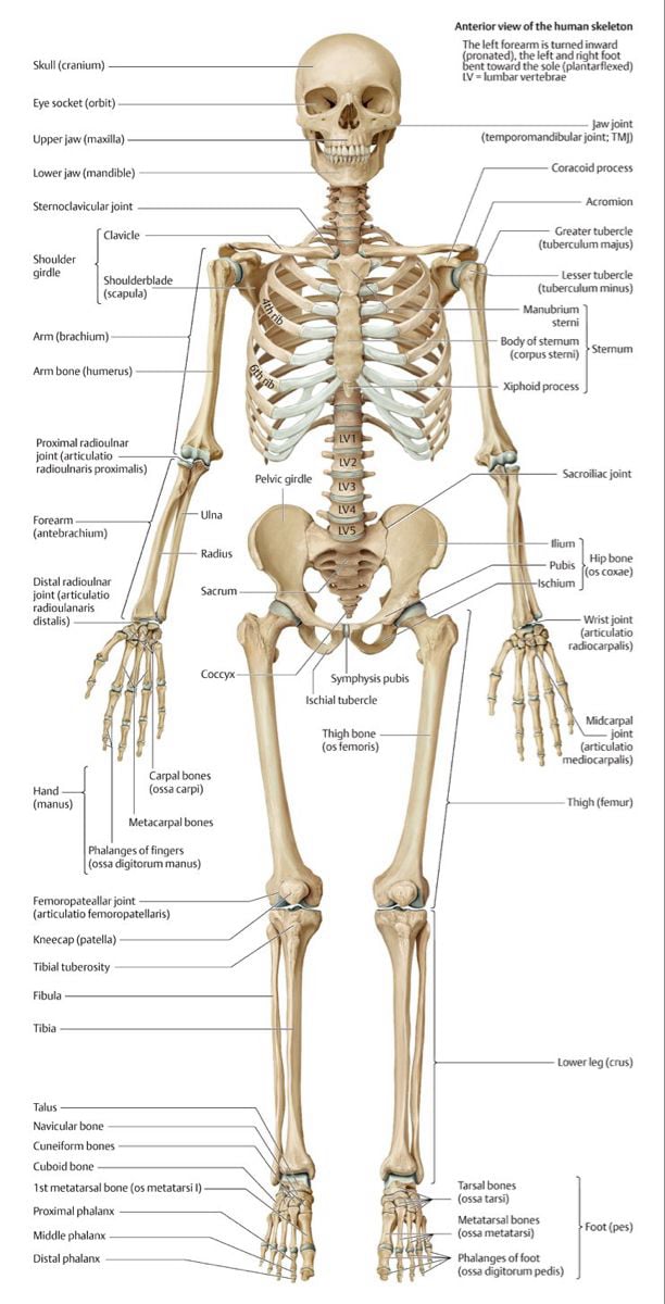 Health facts illustration